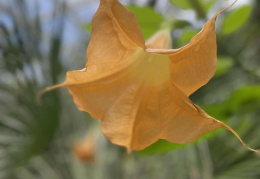 2P w Ogrodzie Botanicznym